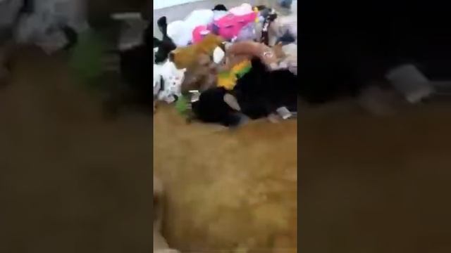 Webkinz Collection