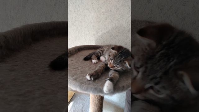 Маленькая КРАСОТУЛЬКА!!!😘💋😍😻🥰(котик Сёма!!!)😻