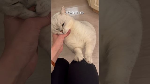 Признание в любви коту | трогательное видео с котом