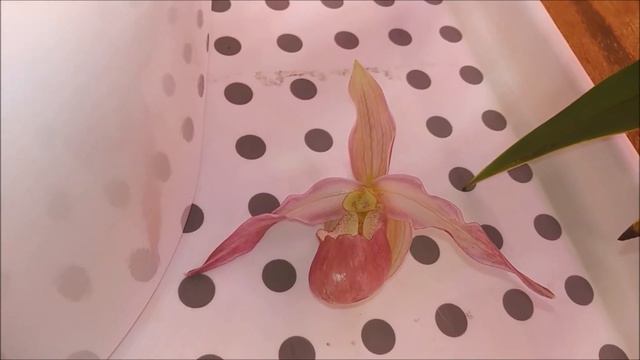 Phragmipedium Cardinale уход и цветение от Елены Шиловой