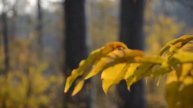 Nikon D7000 Kit video test