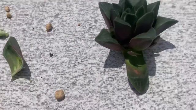 Beheading and repotting my Haworthia