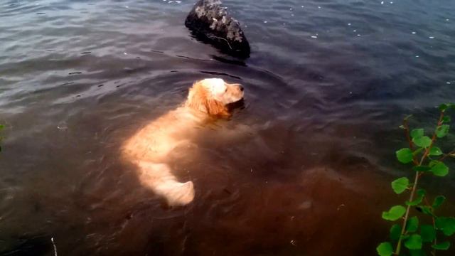 моя собака умеет так ! Dog swims under water