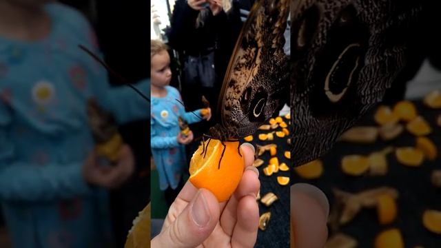 Motyl morpho menelaus konsumuje pomarańcz/Butterfly is eating an orange ?