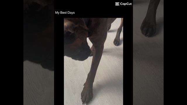 Щенок боксера)))