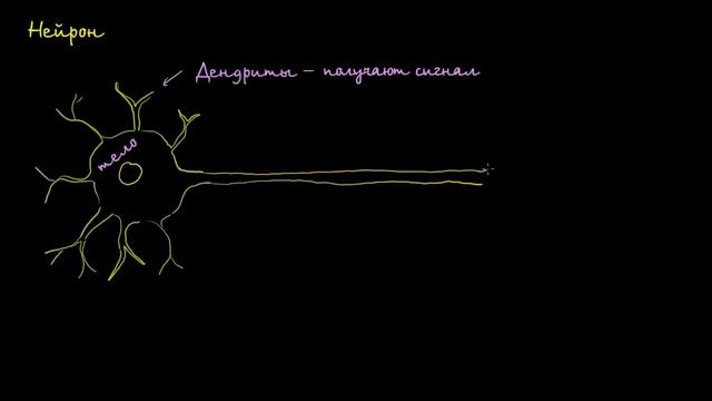 Анатомия нейрона