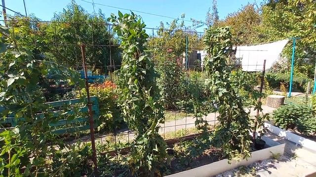 Ежевика Карака Блек из чибука