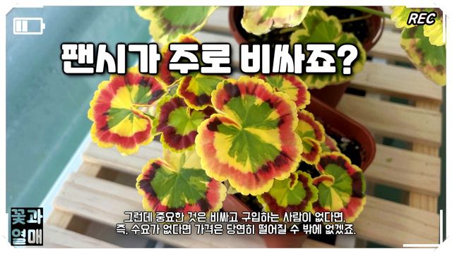 (제라늄#153)_🌷4K_이거 놔! 나 '식사' 나온 제라야! 앙앙 하는 20만원 제라늄이 궁금하다면? 라라 앙드레 화형,가격,구입처, 성장세 🌱반려식물,한국제라늄,유럽제라늄