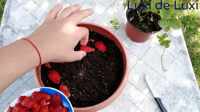 Sadnja semena jagode / How to grow strawberries from seeds 3rd part