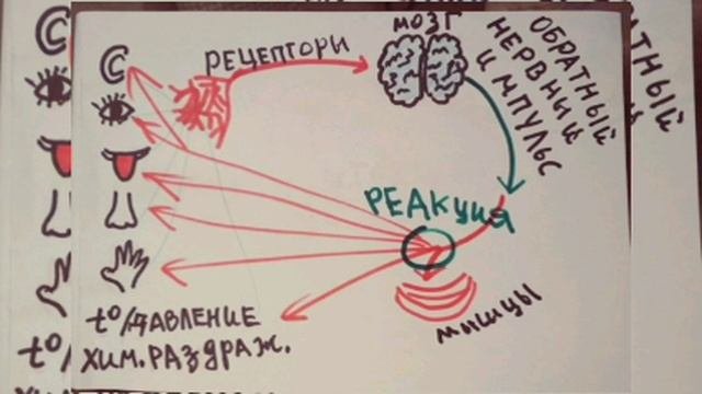 Триединый мозг и Дофаминовая минутка.