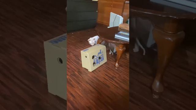 Когда коробка- лучший подарок! игрушка коту своими руками