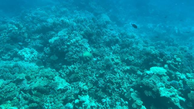 Подводный мир Красного моря. Египет, водная экскурсия .