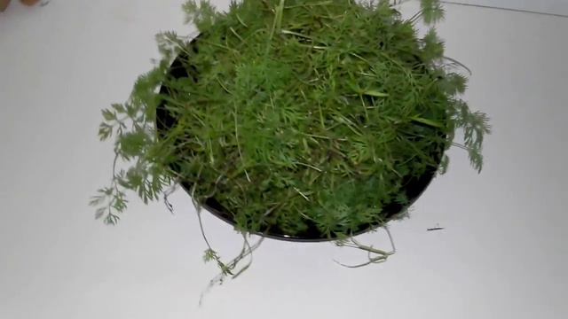 Fennel Harvested