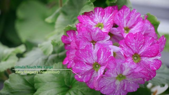 Primula Touch Me Open Days 2018