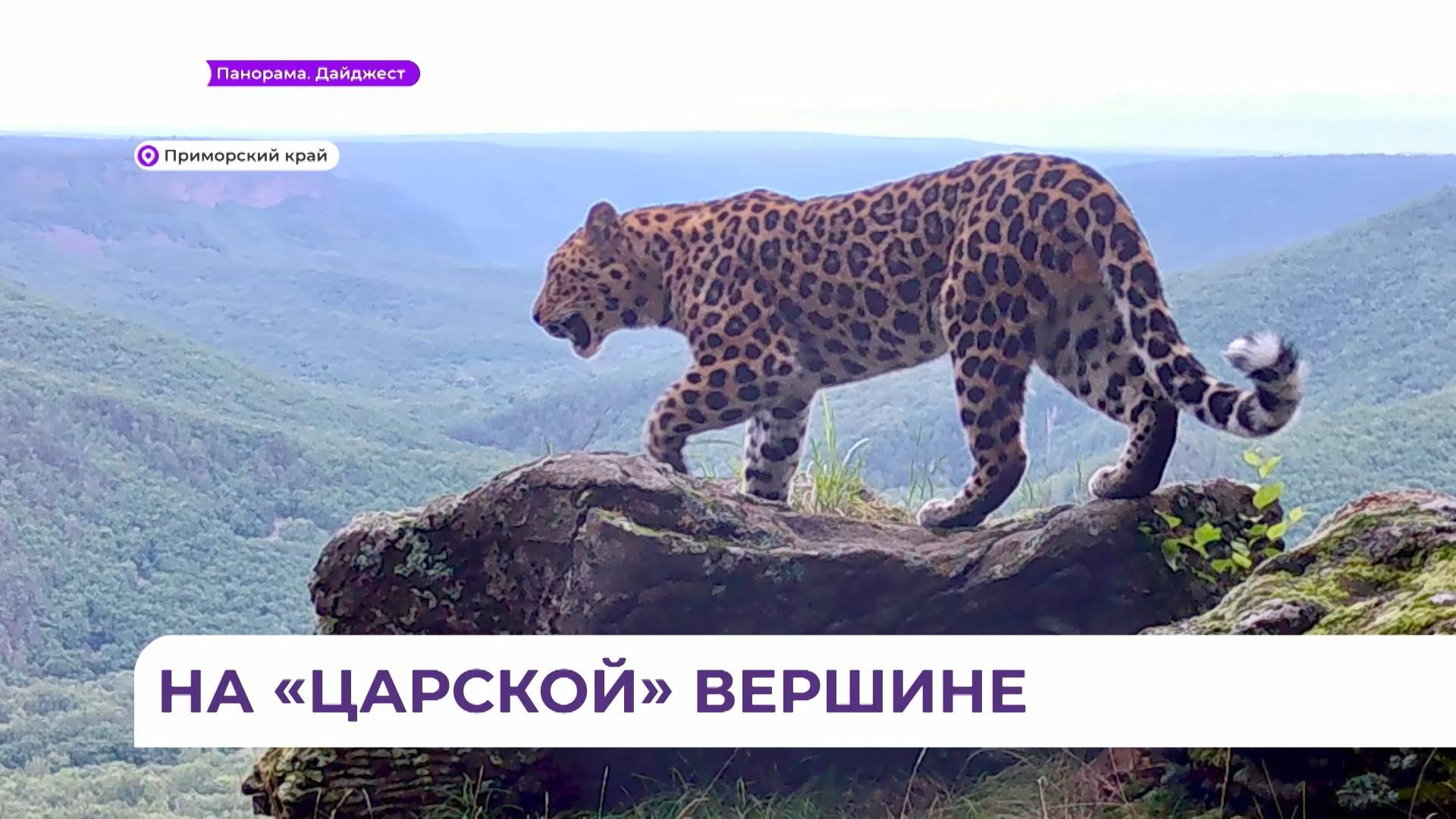 Фотосессию на «царской» вершине нацпарка «Земля леопарда» устроили дикие животные