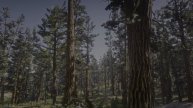 2 hours Peaceful Ambience Windy Forest Vibe (Red Dead Redemption 2)