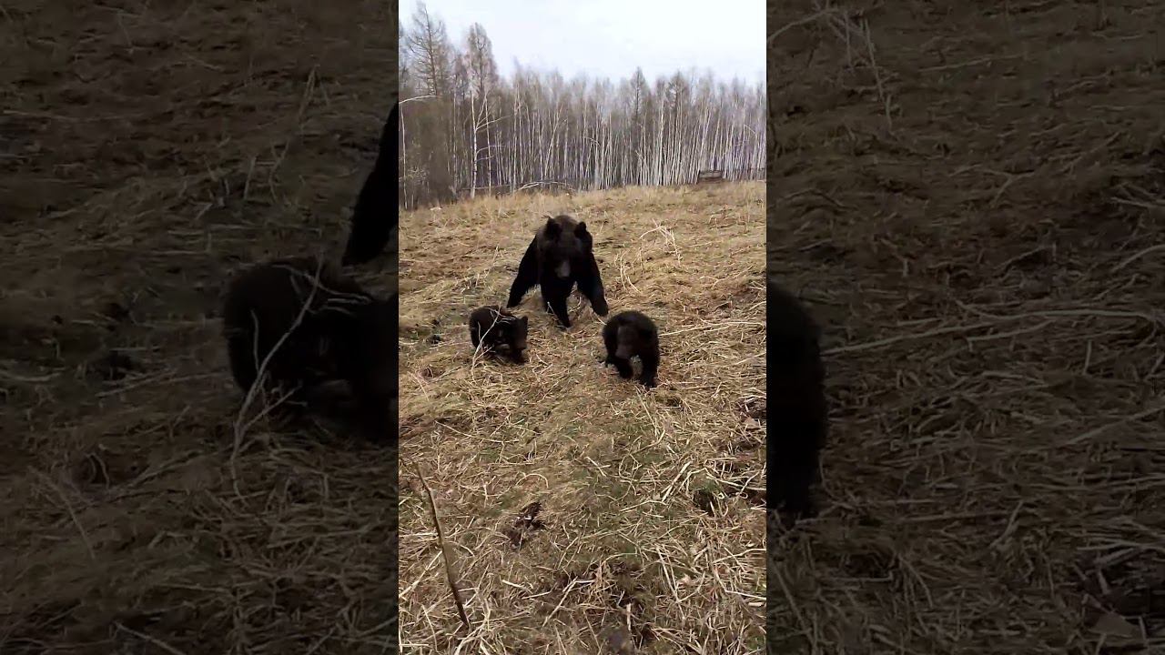 Медвежьи нежности.