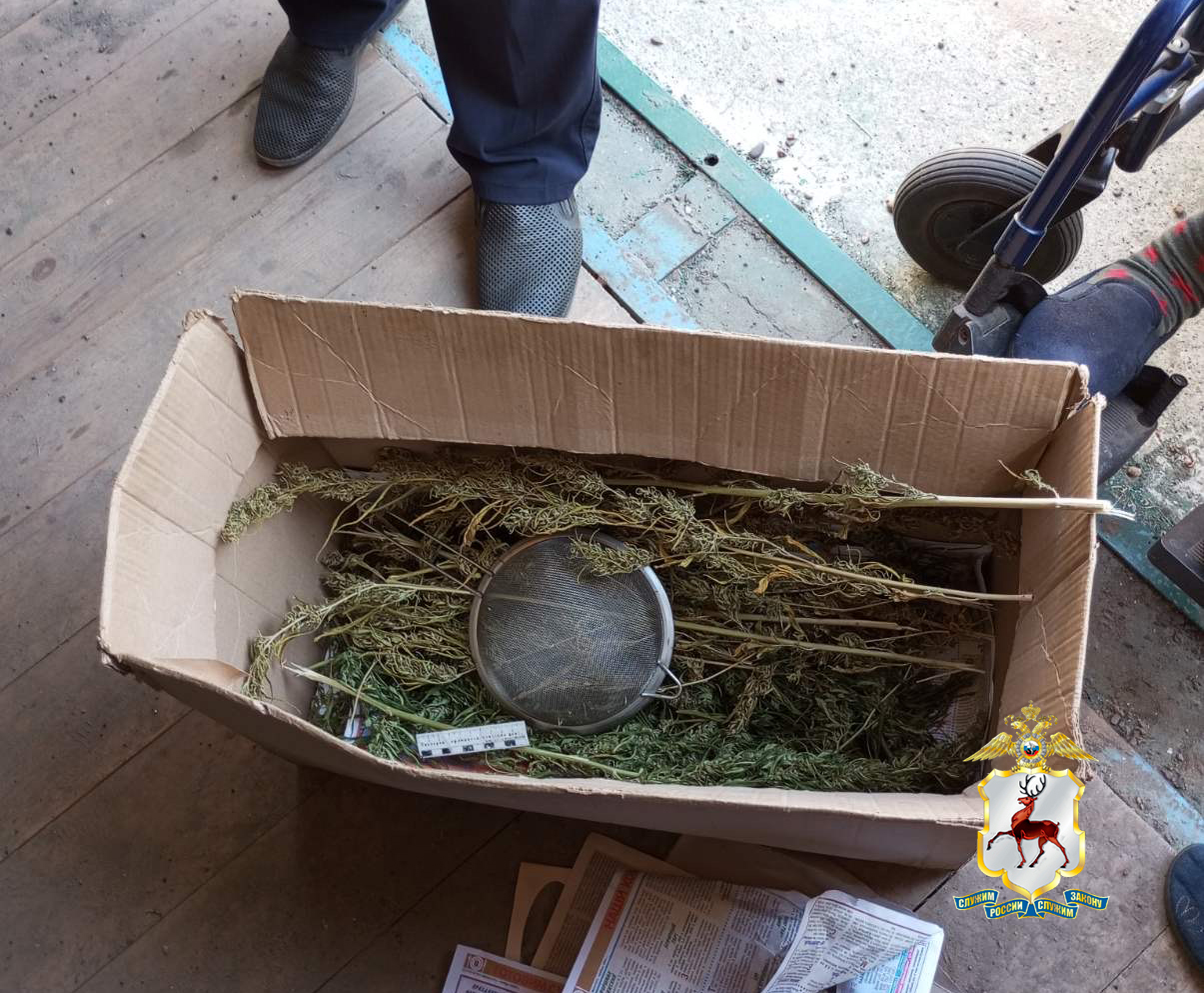 Более 260 кустов конопли обнаружено нижегородской полицией на приусадебном участке заволжан