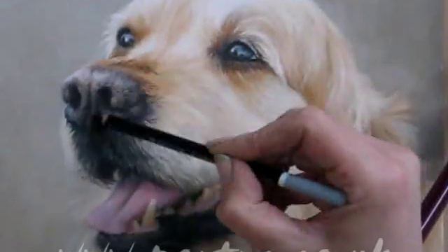 Speed Painting - Dog in Pastels - Golden Retriever