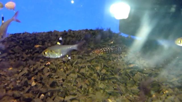 Julidochromis Юлидохромис