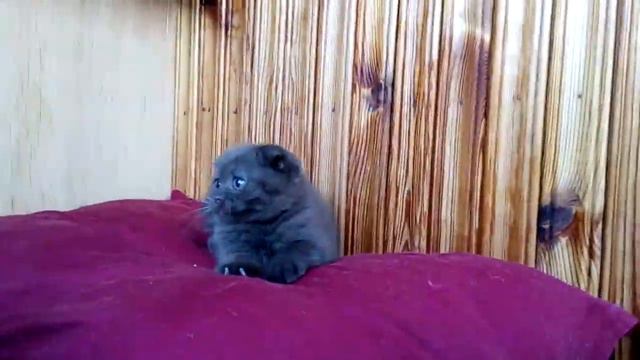 питомник шотландских кошек "Beauty Star" (шоколадный фолд)