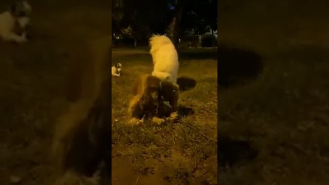 Айрон шкода английский кокер спаниель