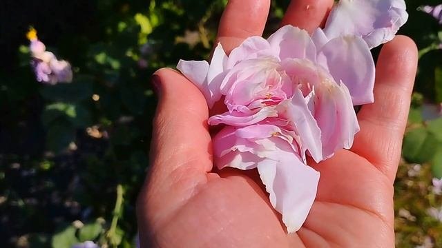 Дача в Киеве. 09 06 2022г.Первые розы.Лепестки чайной розы.