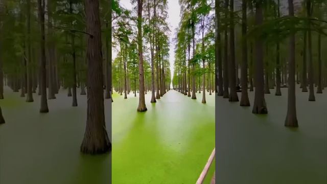 Водный лес в Янчжоу является крупнейшим искусственным лесом в Восточном Китае.