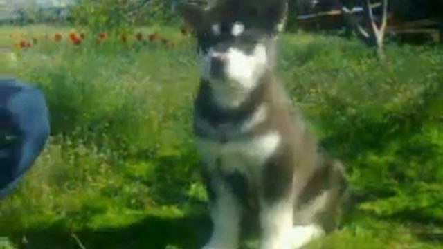 Черно-белый кобель аляскинский маламут №1