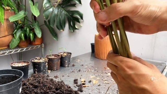 Alocasia bambino care and propagation with updates!