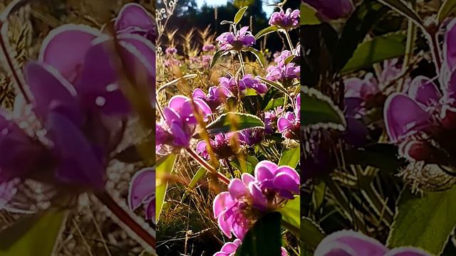В горах Нового Света цветут горные травы. Фиолетовые краски весны вдохновляют.