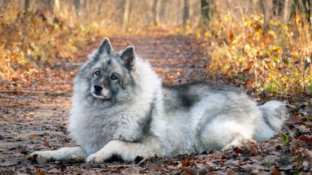 ► German Spitz Breed [2020] Temperament & Training