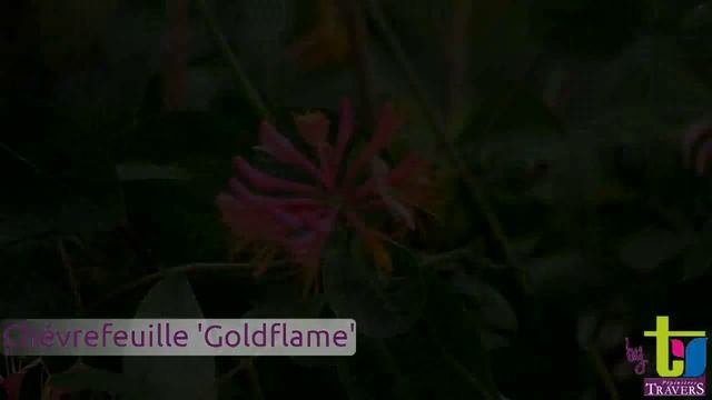 Lonicera x heckrottii 'Goldflame' - Pépinières TRAVERS - Spécialiste des plantes grimpantes
