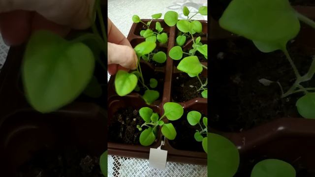 Прищипка петунии ампельной