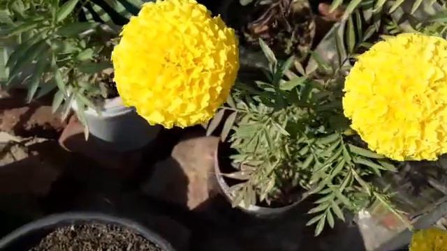 Variety Of  Mariegold Flowers