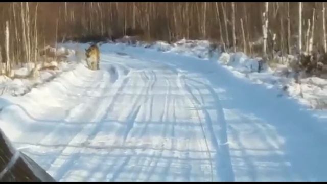 ****амурская область..встреча с тигром ...руки за тряслись..****