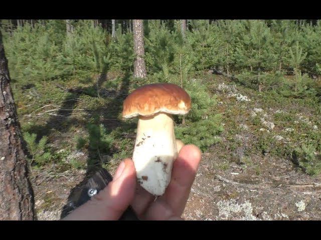 Сбор белых грибов. Тихая охота.
