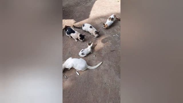 Кошки едят рыбу. Мои милые коты.