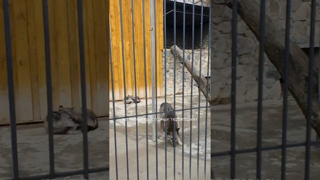 Как обновляют зоопарки в Крыму. Хорошо, но мало.
