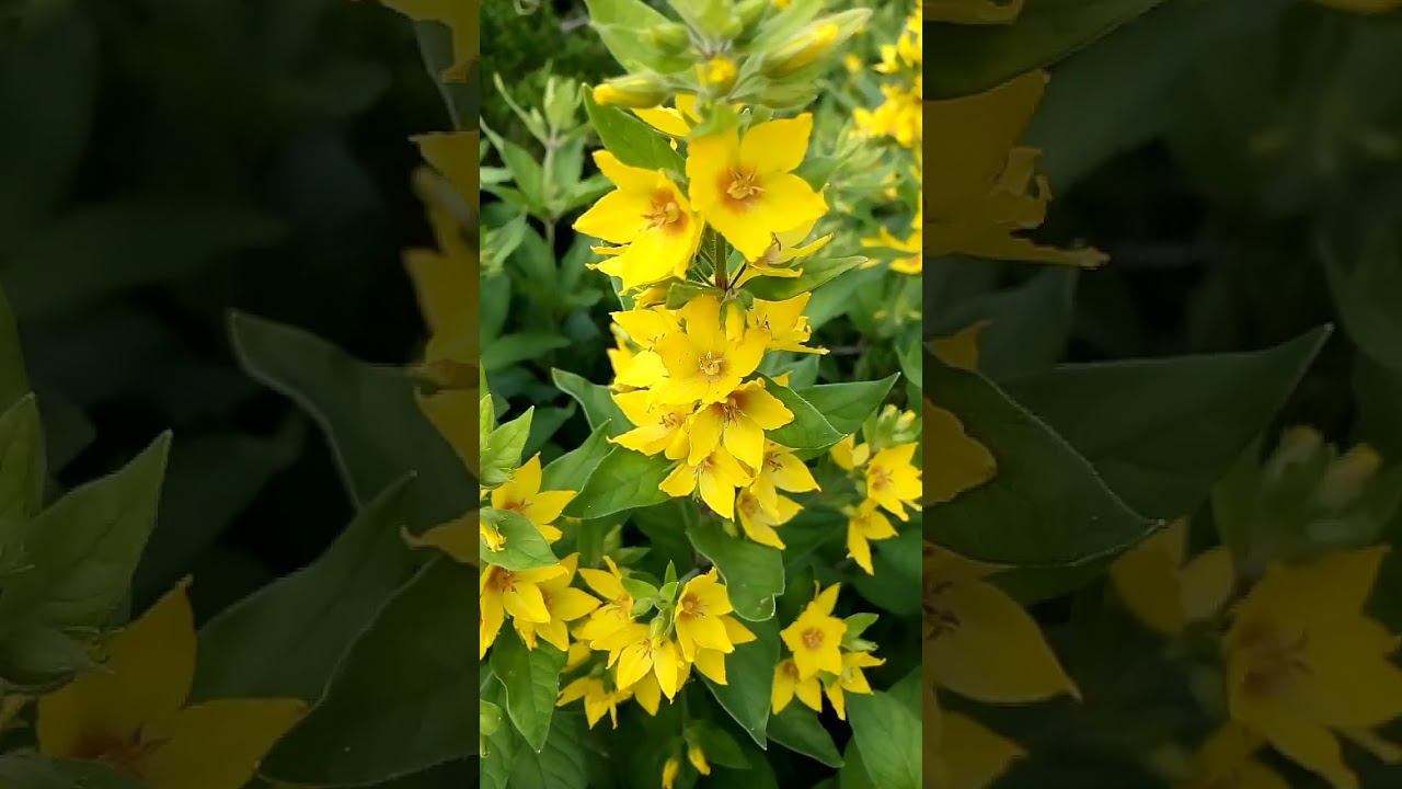 Красивые интересные желтые цветы воробейник Beautiful interesting yellow sparrow flowers 美丽有趣的黄色麻雀花