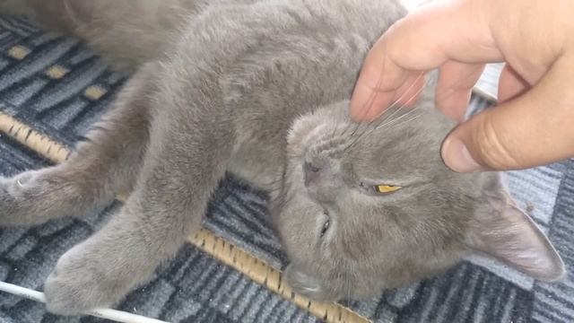 Ты спишь? Кошка как Кот, разговаривает во сне, говорит я сплю VivaVideo
