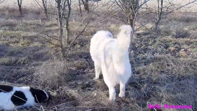 Warm winter day with Maremma.Тёплый зимний день с Мареммой.