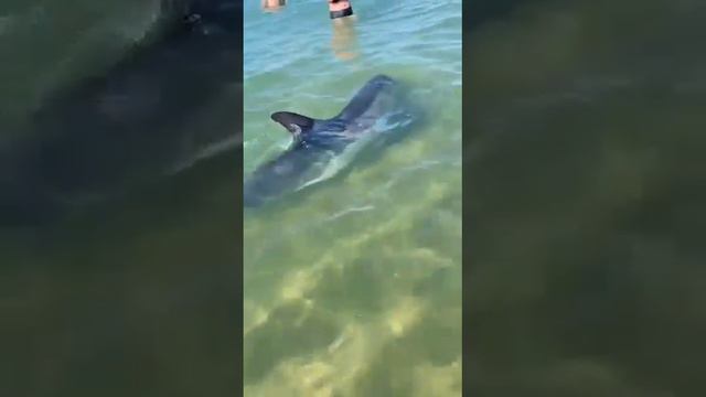 дикие дельфины афалины Анапа 2022