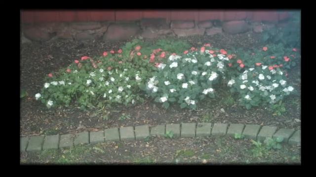 Beacon Impatiens Performance Trials - Time Lapse