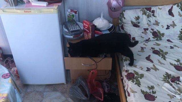 Кошка ищет что-то.