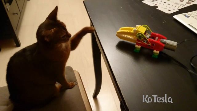 Абиссинская кошка