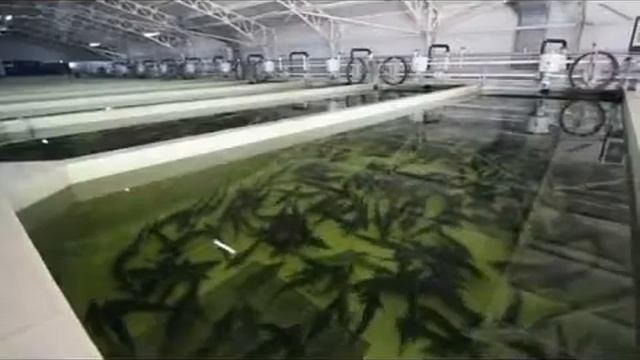 Aquatir
