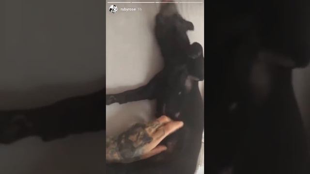 Ruby Rose and Dog Love Instagram Stories | Aug 18, 2016