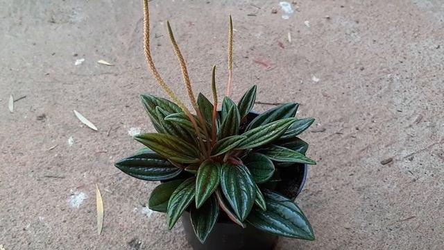 Peperomia caperataPeperomia Rosso plant Care and Propagation Peperomia - See the Description