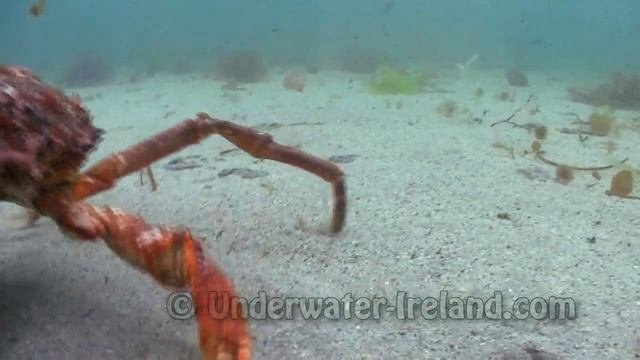 Angry spidercrab spider crab attacks an underwater camera краб-монстр атакует камеру. HD